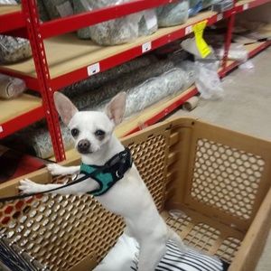 Meet your Posher, Melissa